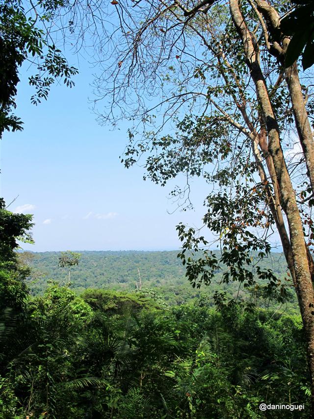 Alter do Chão: Mirante da FLONA - a floresta amazônica aos seus pés