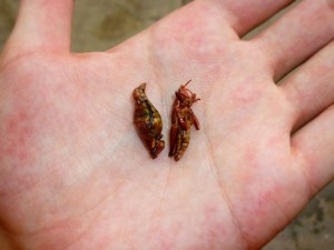 Chapulines - Comidas Estranhas pelo Mundo (Foto: Esse Mundo É Nosso)