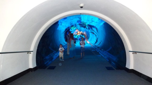 Dubai Aquarium & Underwater Zoo - The Dubai Mall e Show de Águas Dançantes de Dubai (Foto: Esse Mundo É Nosso)