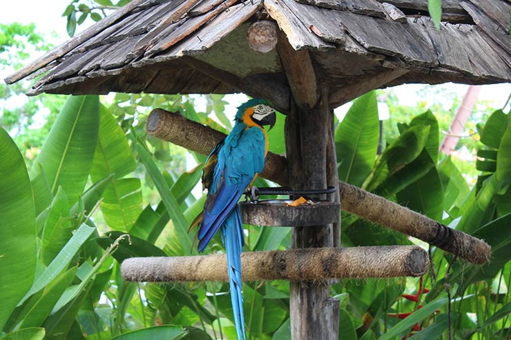 Fonte dos Caruanas – Foto de Mangal das Garças, Belém - Tripadvisor