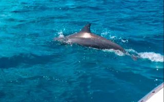 Golfinhos em Fernando de Noronha (Foto: Esse Mundo é Noaao)