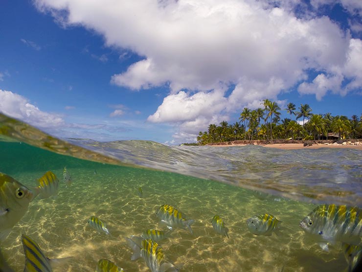 Peixes nas piscinas em Maraú