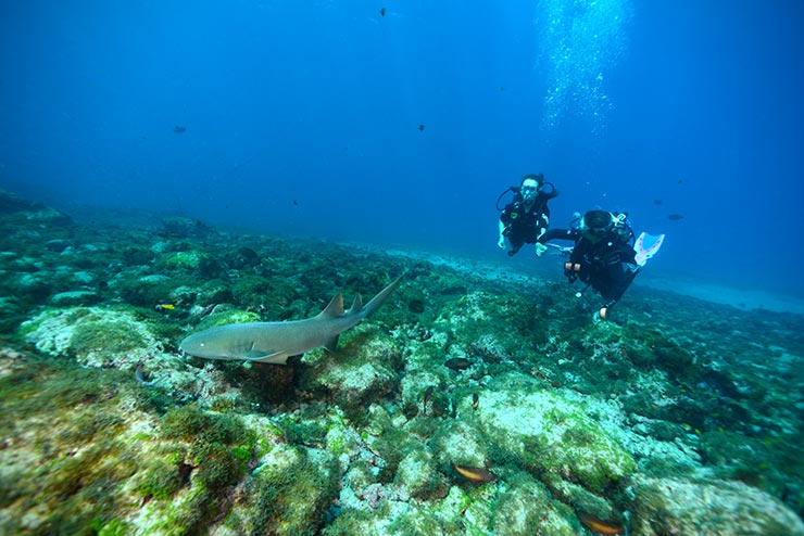 Mergulho em Fernando de Noronha (Foto: Arquivo Pessoal/Daniela Carasco)