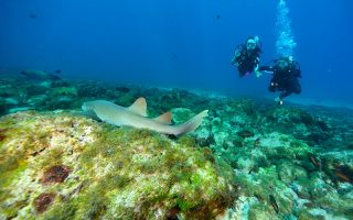 Mergulho em Fernando de Noronha (Foto: Arquivo Pessoal/Daniela Carasco)