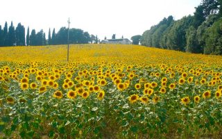 O que fazer na Toscana (Foto: Passeios na Toscana)