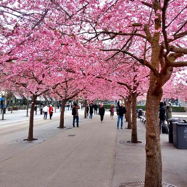 Onde ver as cerejeiras em Estocolmo, Suécia (Foto: Henrique Bezerra/Esse Mundo É Nosso)