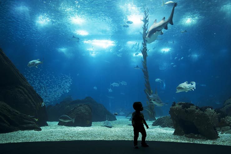 O que fazer em Lisboa com chuva: Oceanário de Lisboa (Foto via Shutterstock)