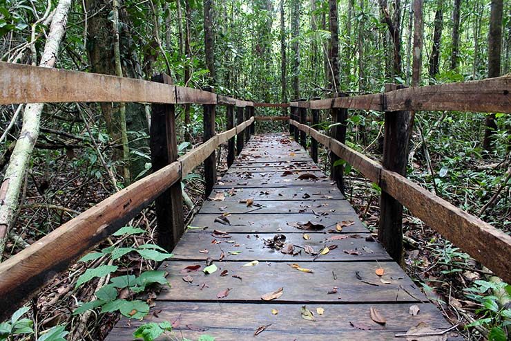 Parque Nacional do Pau-Brasil em Porto Seguro (Foto: Esse Mundo É Nosso)