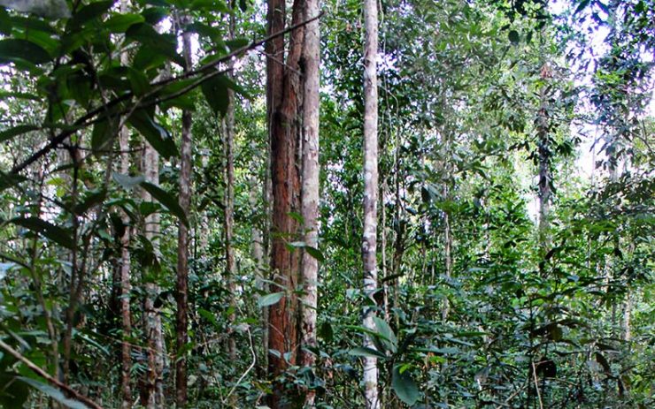 Parque Nacional do Pau-Brasil em Porto Seguro (Foto: Esse Mundo É Nosso)