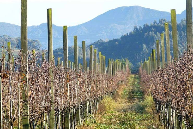 Vinícolas em Curitiba e arredores - Vinícola Legado (Foto: Divulgação @vinicolalegado)