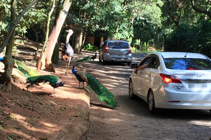 Zoo Safári (Foto: Esse Mundo é Nosso)