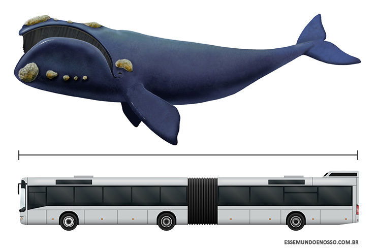 Baleias em Santa Catarina (Arte: Esse Mundo É Nosso / Imagens via Shutterstock)