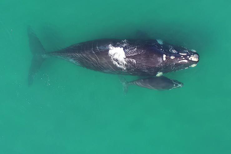 Baleias em Santa Catarina (Foto: Cortesia/Rodrigo Litman)