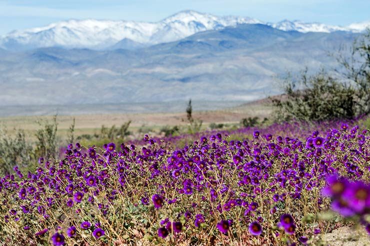 Deserto do Atacama florido, no Chile (Foto via Shutterstock)