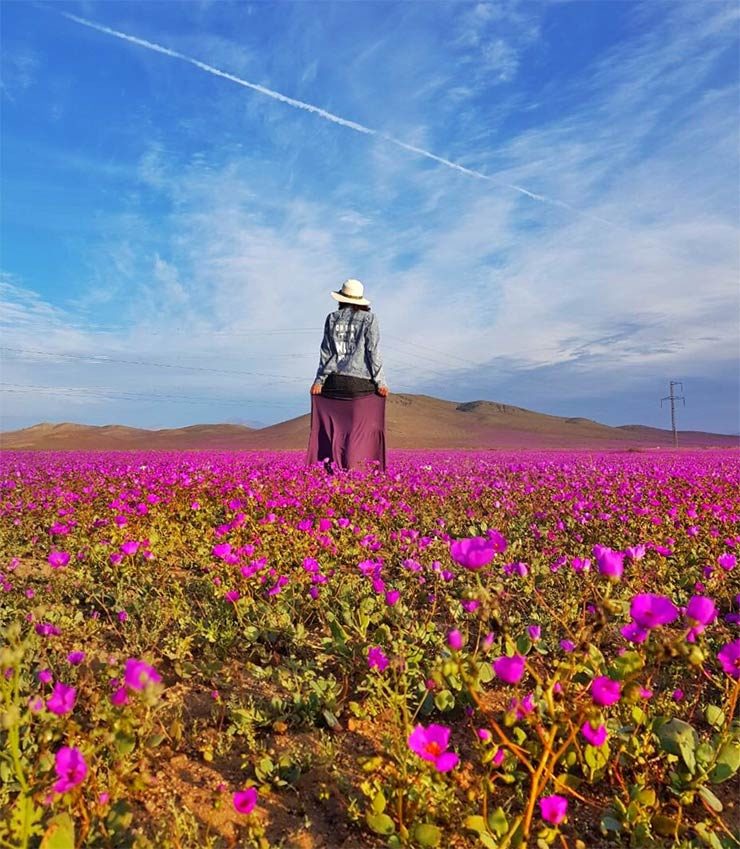 Deserto do Atacama florido, no Chile (Foto: Cortesia/Carla Boechat)