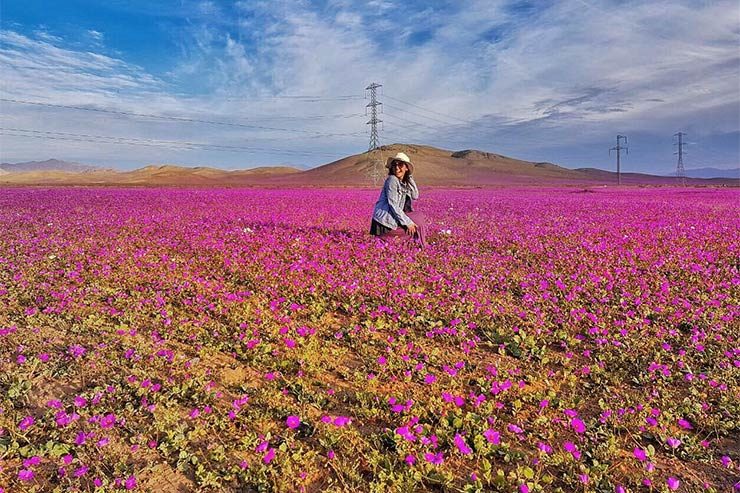 Deserto do Atacama florido, no Chile (Foto: Cortesia/Carla Boechat)