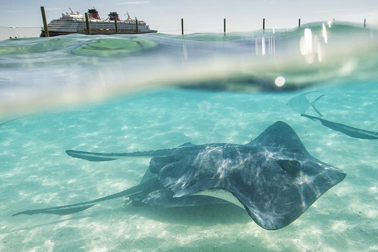 Castaway Cay: a ilha particular da Disney no Caribe (Foto: Divulgação/DCL)