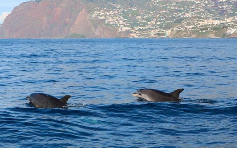 Passeio de barco na Ilha da Madeira (Foto: Esse Mundo é Nosso)