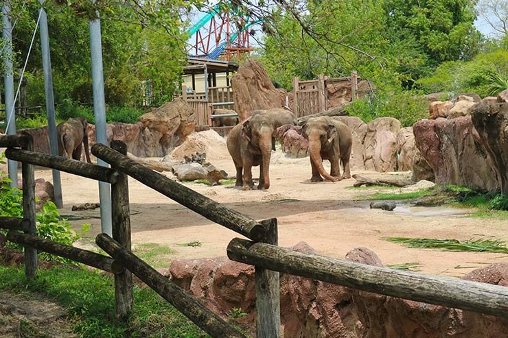 Busch Gardens (Foto: Esse Mundo é Nosso)