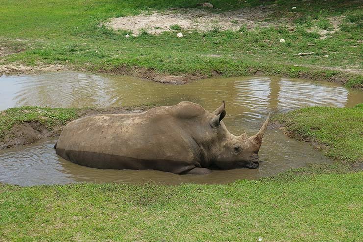 Busch Gardens (Foto: Esse Mundo é Nosso)