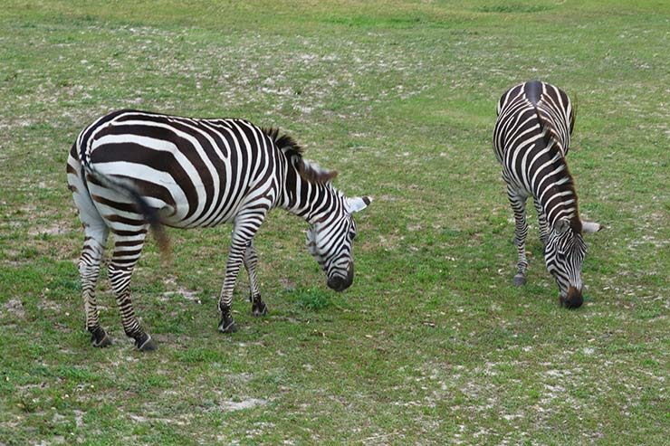 Busch Gardens (Foto: Esse Mundo é Nosso)