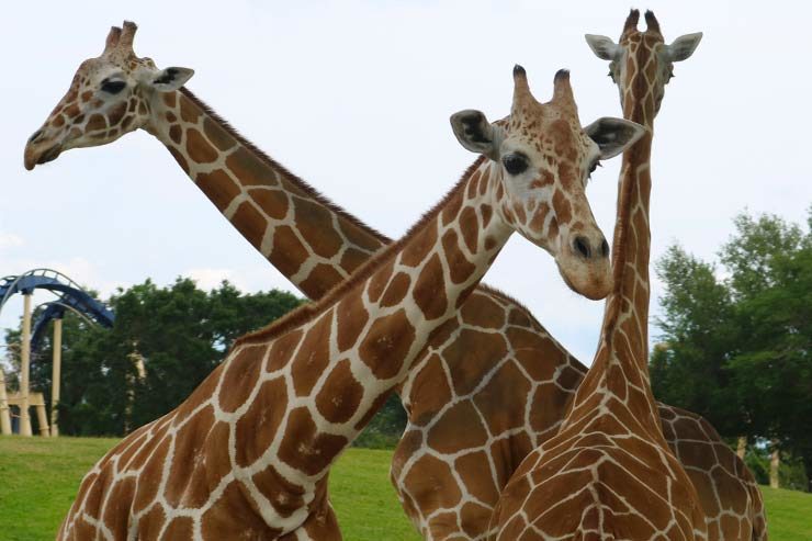 Busch Gardens (Foto: Esse Mundo é Nosso)