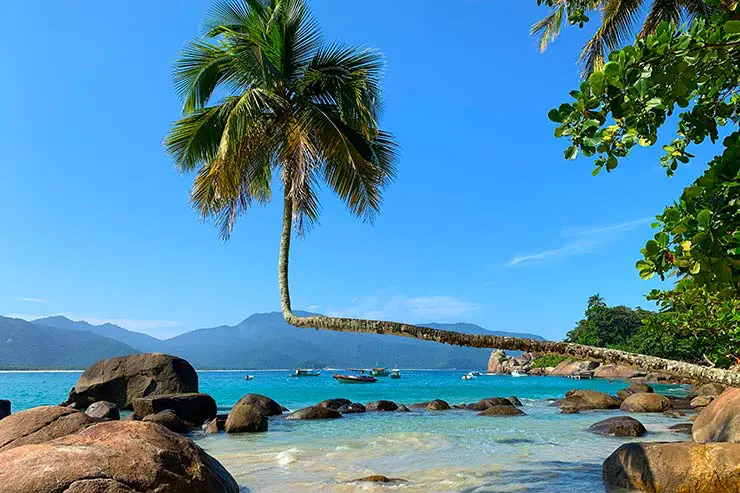 Coqueiro deitado e mar claro da Praia do Aventureiro (Foto: Esse Mundo é Nosso)