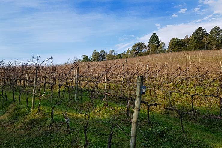 Vinhedos da Vinícola Ravanello em Gramado (Foto: Esse Mundo É Nosso)