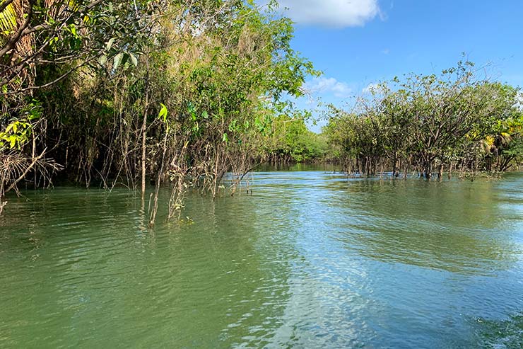 Árvores e rio da Floresta Encantada, no Pará (Foto: Esse Mundo é Nosso)