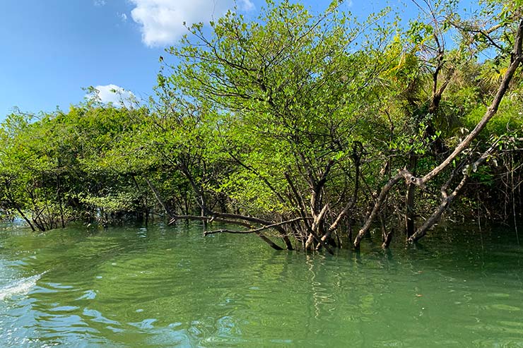 Alter do Chão - Dicas Essenciais: Floresta Encantada (Foto: Esse Mundo é Nosso)