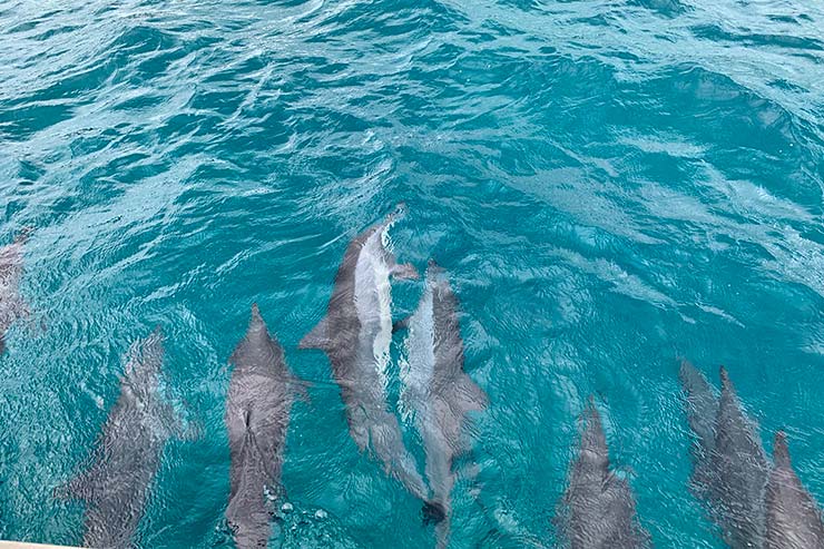 Golfinhos em Fernando de Noronha (Foto: Esse Mundo é Nosso)
