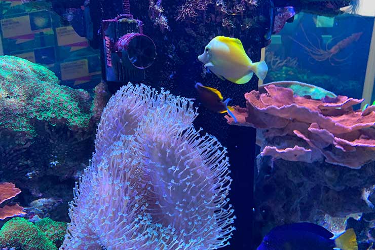 Aquário no Catavento (Foto: Esse Mundo é Nosso)