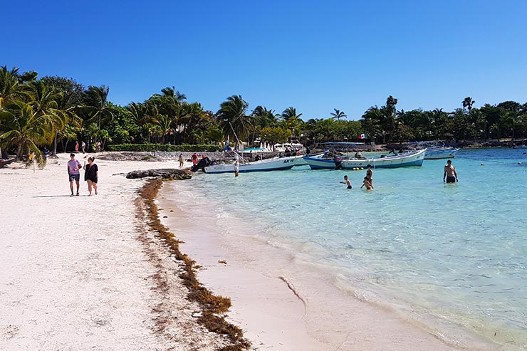 Sargaço, as algas do Caribe