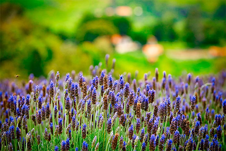 Campos de lavanda em Cunha (Foto: Secretaria de Turismo de SP/Ken Chu - Expressão Studio)