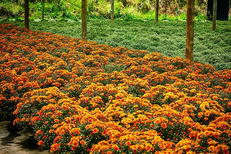 Holambra é a capital das flores Holambra tem arquitetura holandesa (Foto: Secretaria de Turismo de SP/Ken Chu - Expressão Studio)