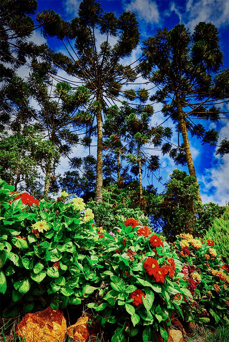 Cidades perto de São Paulo: Natureza em Santo Antônio do Pinhal (Foto: Secretaria de Turismo de SP/Ken Chu - Expressão Studio)