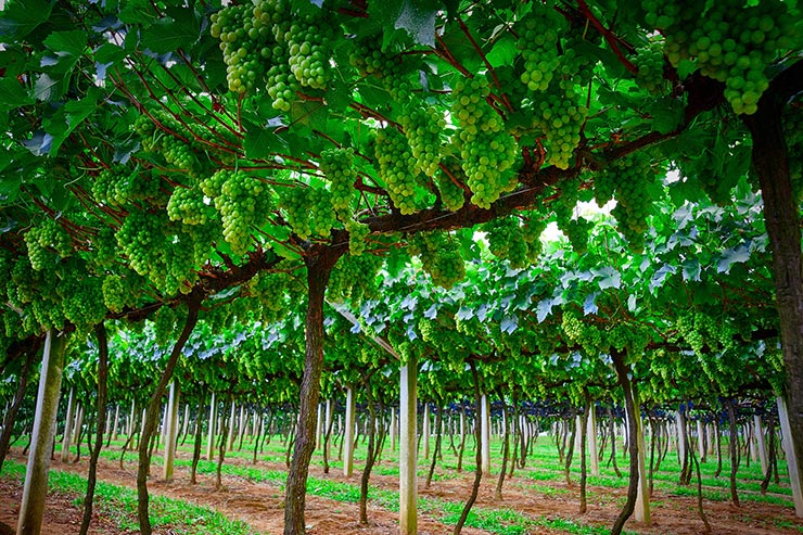 Rota do Vinho em São Roque (Foto: Secretaria de Turismo de SP/Sergio Luiz Jorge - Expressão Studio)