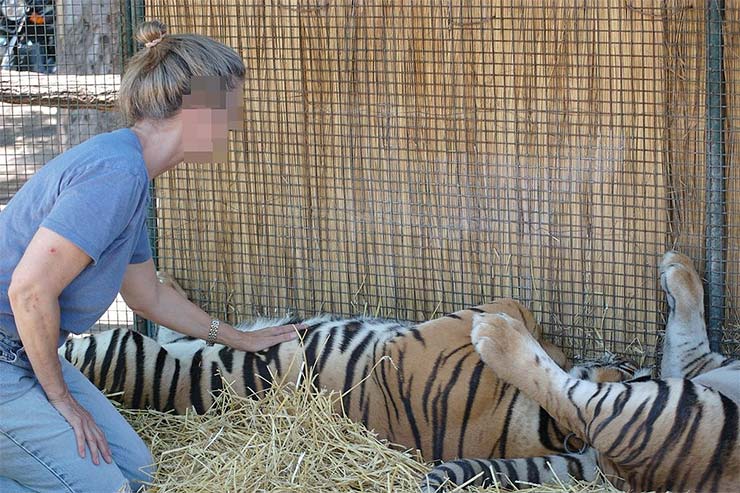 Turista faz carinho em tigres