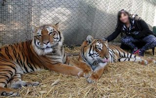 Turista posa com tigres para fotos