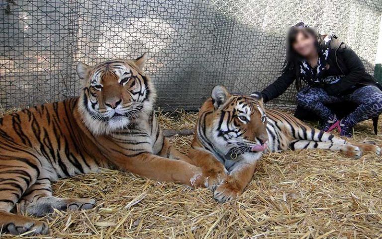 Turista posa com tigres para fotos