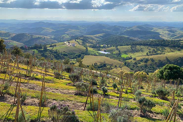 Plantação de lavandas com vista para a montanha em Cunha, interior de São Paulo