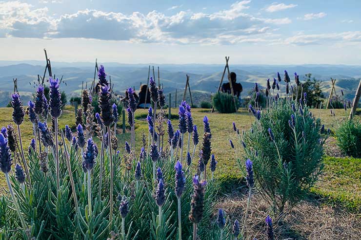 Plantações de lavanda com vista para a montanha no Lavandário de Cunha