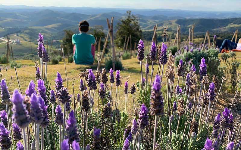 Homem sentado em meio às plantações de lavanda em Cunha, SP