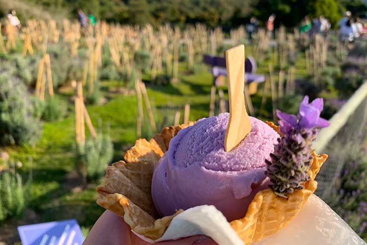 Sorvete de lavanda em meio a plantações no Lavandário de Cunha, no interior de SP