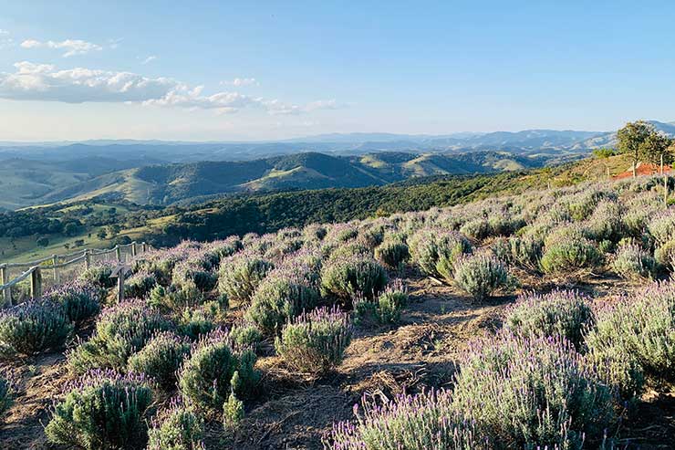 Plantações com vista das montanhas