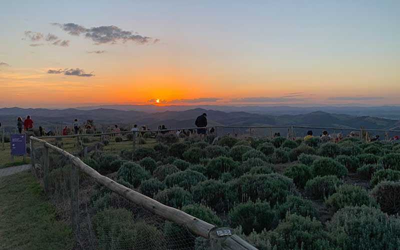 Pôr do sol no Lavandário de Cunha entre as plantações de lavanda