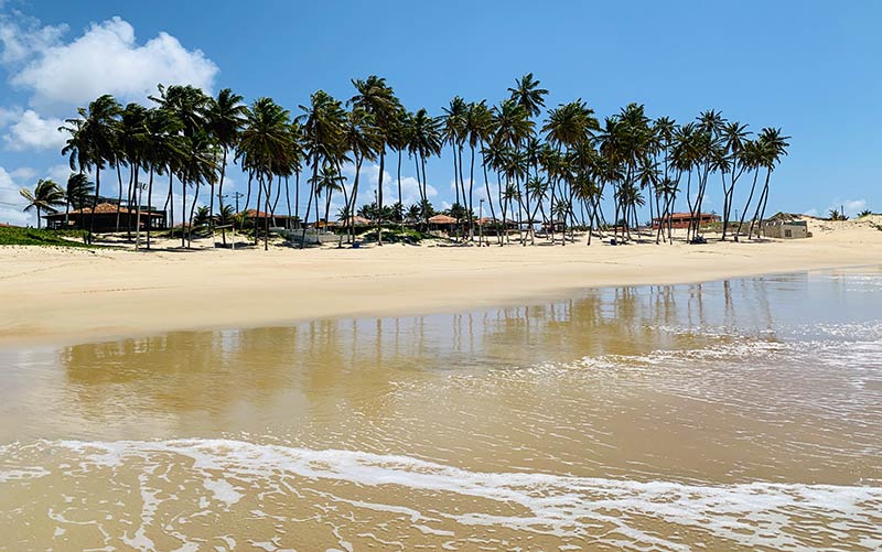 Coqueiros na Praia de Zumbi em Rio do Fogo