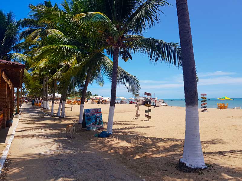 Coqueiros na orla da Praia de Japaratinga