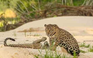 cropped-ws-pantanal-2.jpg