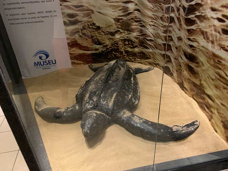 Tartaruga no Museu Oceanográfico, em Balneário Piçarras